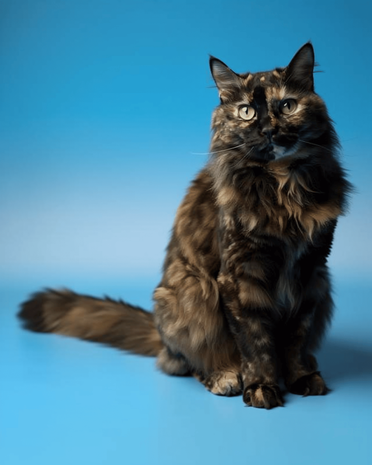Choose your perfect portrait style